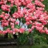 Buy Pink Mussaenda Plant in india