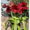 Buy Amrus lily, Amaryllis Plant Online