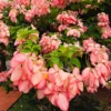 Buy Pink Mussaenda Plant in india