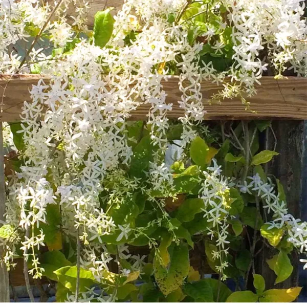 Buy Petrea Volubilis Plant (Nilmoni Lata) White Color Plant Online