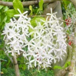 Buy White Petrea Volubilis Plant (Nilmoni Lata) , Sandpaper vine