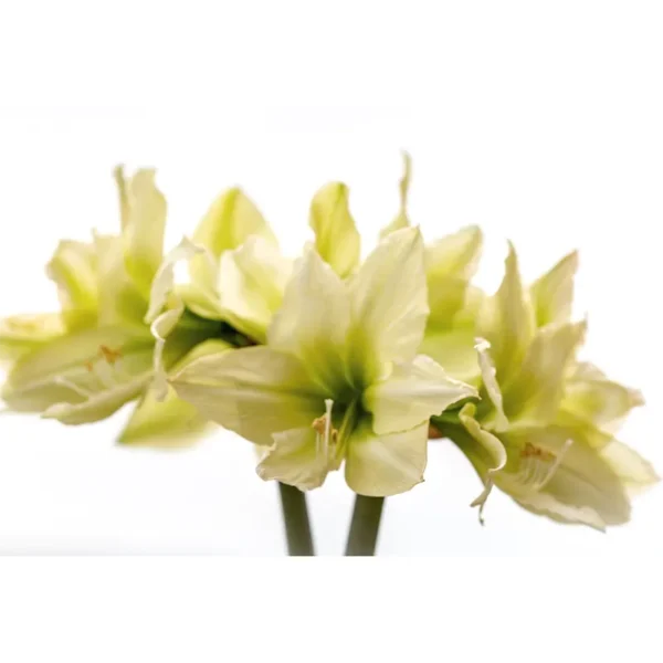 Buy Amrus lily, Amaryllis Plant Online