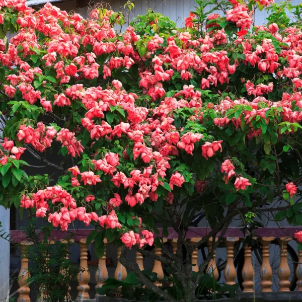 Buy Pink Mussaenda Plant in india
