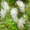 Buy Petrea Volubilis Plant (Nilmoni Lata) White Color Plant Online