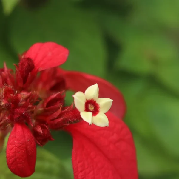 Buy Red Mussaenda Plant in india