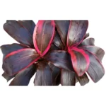 Buy Dracaena Red Ruby Ornamental Plant Online