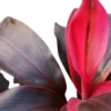 Buy Dracaena Red Ruby Ornamental Plant Online