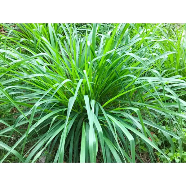 Buy Ophiopogon japonicus, Mondo grass - Plant - Nursery Nisarga