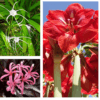 Buy Exotic Lily Flowering Plant (Pack of 3) online