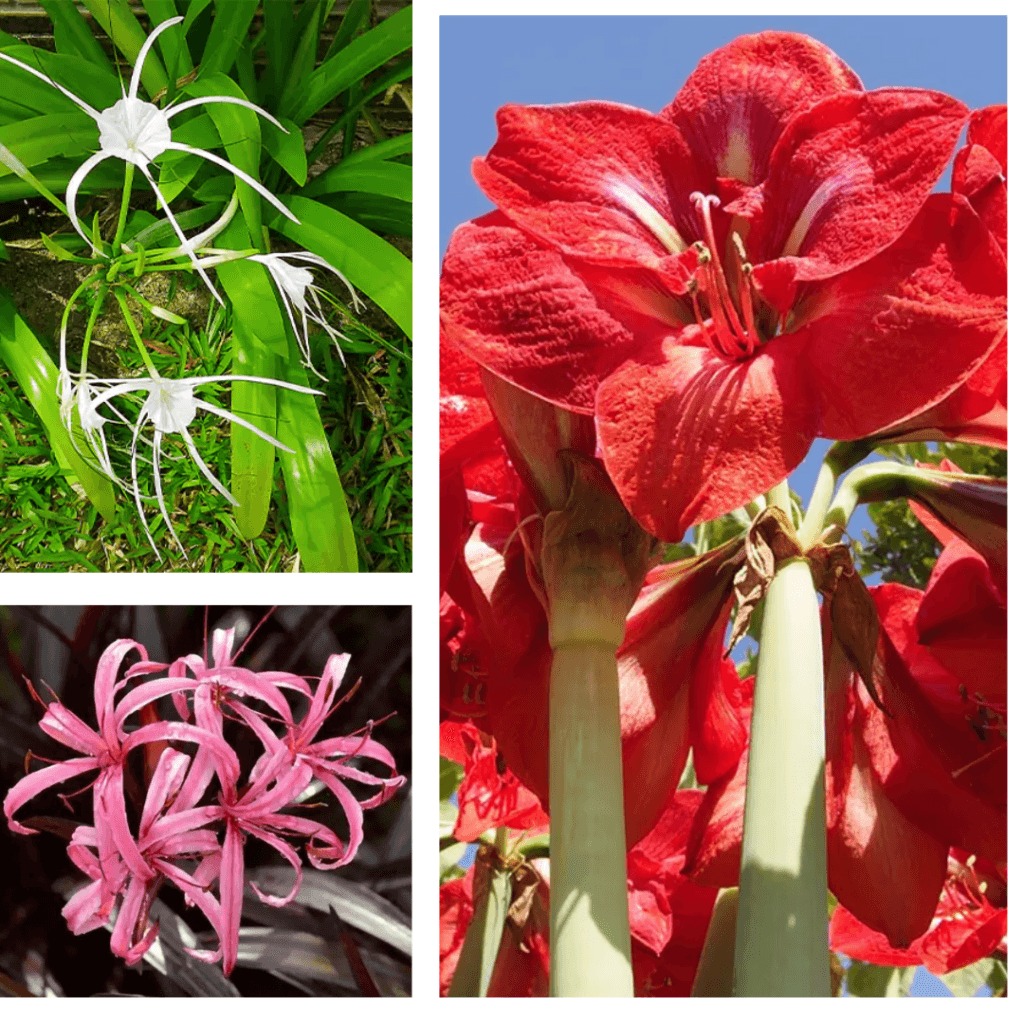 Buy Exotic Lily Flowering Plant Pack Of 3 Nursery Nisarga buy-exotic-lily-flowering-plant-pack-of-3-nursery-nisarga