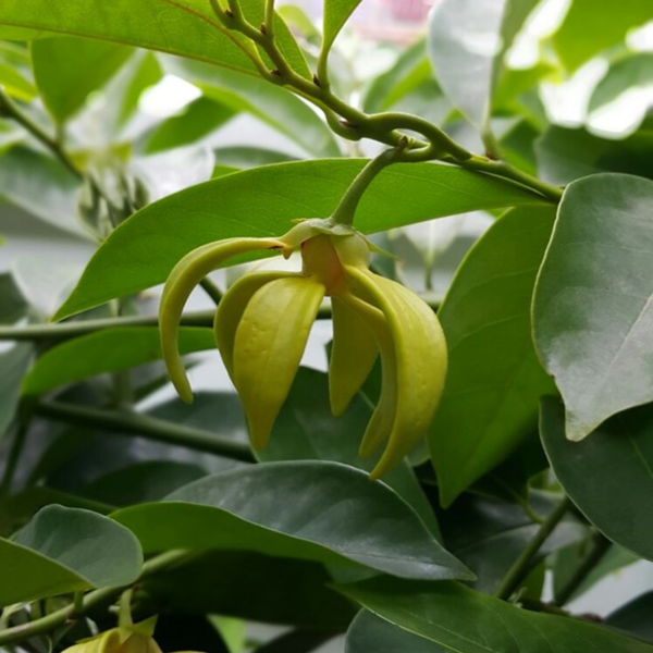 But Hari champa (Artabotrys hexapetalus) - Plant from Nursery Nisarga