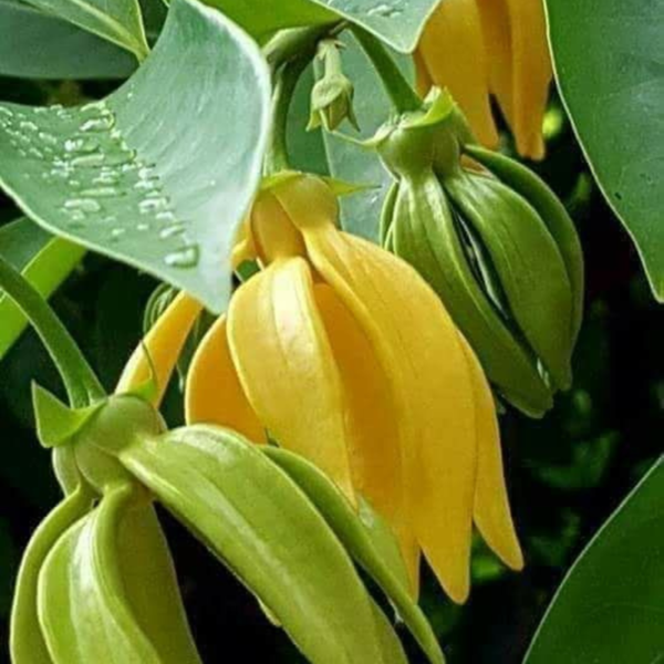 But Hari champa (Artabotrys hexapetalus) - Plant from Nursery Nisarga