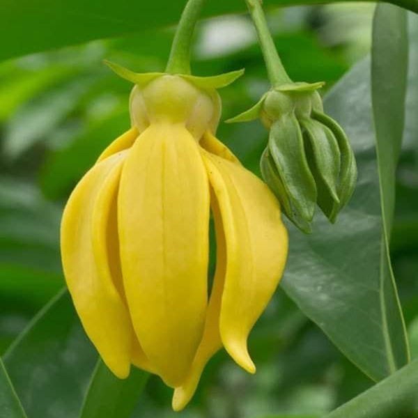 But Hari champa (Artabotrys hexapetalus) - Plant from Nursery Nisarga