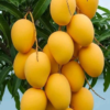 Buy Grafted Banganapalle Mango Plant from Nursery Nisarga