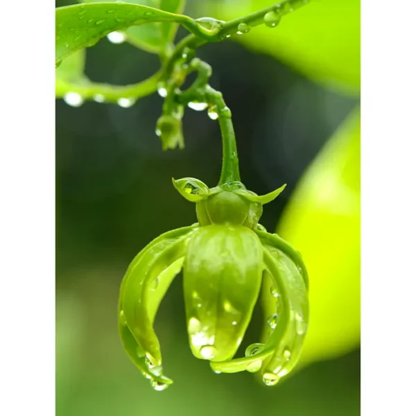 Buy Hari champa, Artabotrys hexapetalus - Plant
