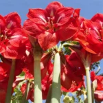 Buy Amrus lily, Amaryllis Plant Online