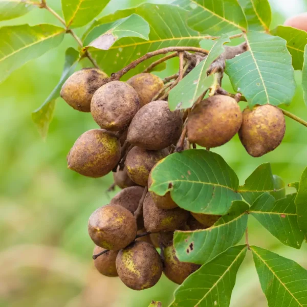 Buy Schleichera Oleosa, Kusum tree Online at Nursery Nisarga