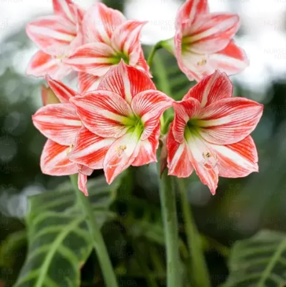 Buy Amrus lily, Amaryllis Plant Online