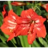 Buy Amrus lily, Amaryllis Plant Online