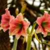 Buy Amrus lily, Amaryllis Plant Online