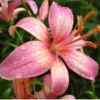 Buy Amrus lily, Amaryllis Plant Online