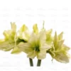 Buy Amrus lily, Amaryllis Plant Online