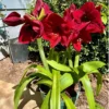 Buy Amrus lily, Amaryllis Plant Online