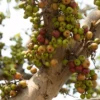 Buy Cluster fig, Gular fig (Ficus Racemosa) - Plant from Nursery Nisarga