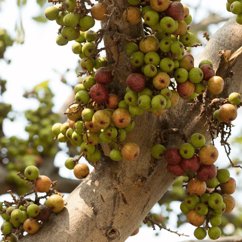 Buy Cluster fig, Gular fig (Ficus Racemosa) - Plant from Nursery Nisarga
