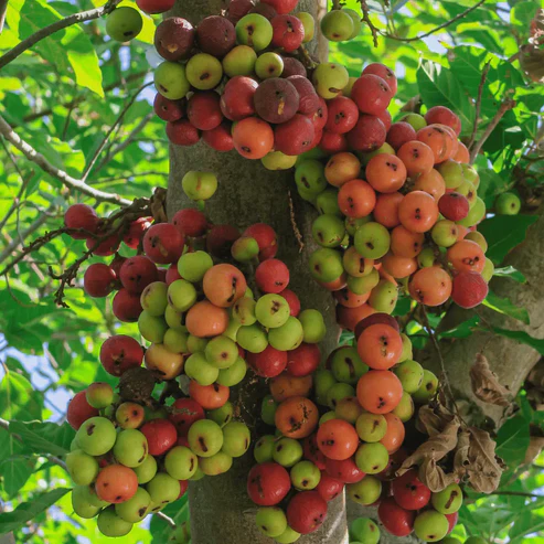 Buy Cluster fig, Gular fig (Ficus Racemosa) - Plant from Nursery Nisarga