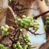 Buy Cluster fig, Gular fig (Ficus Racemosa) - Plant from Nursery Nisarga