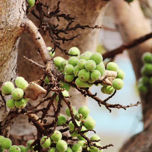 Buy Cluster fig, Gular fig (Ficus Racemosa) - Plant from Nursery Nisarga