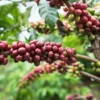 Buy Cluster fig, Gular fig (Ficus Racemosa) - Plant from Nursery Nisarga