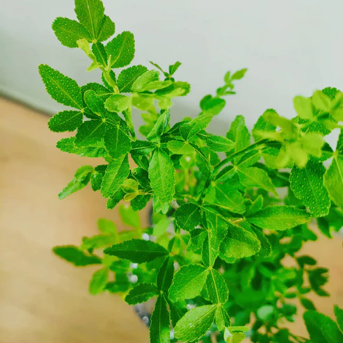 Maha Vilvam Bel Patra, Aegle Marmelos- Plant (Seven Leaf)