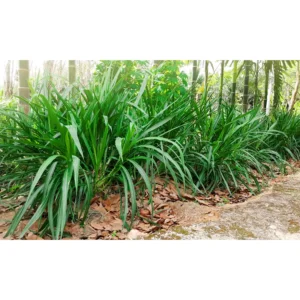 Buy Ophiopogon japonicus, Mondo grass - Plant - Nursery Nisarga