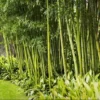 Buy Green Hedge Clumping Bamboo Online