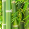 Buy Green Hedge Clumping Bamboo Online