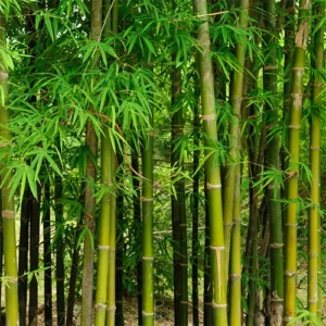 Buy Green Hedge Clumping Bamboo Online