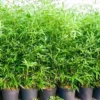 Buy Green Hedge Clumping Bamboo Online