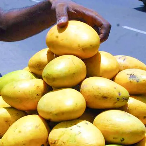 Buy Banganapalle Mango, Safeda Grafted Plant
