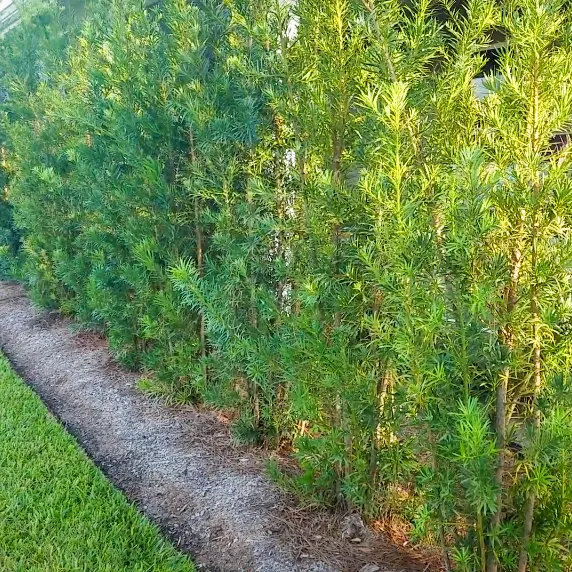 Buy Podocarpus macrophyllus, Yew Plum Pine Online- Nursery Nisarga
