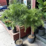 Buy Podocarpus macrophyllus, Yew Plum Pine Online- Nursery Nisarga