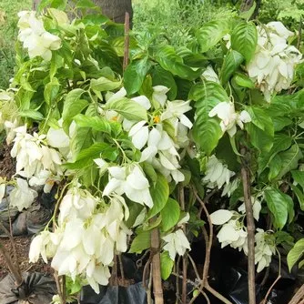 Buy White Mussaenda Erythrophylla Plant in india