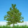 Buy Terminalia bellirica Tree (Baheda) Online