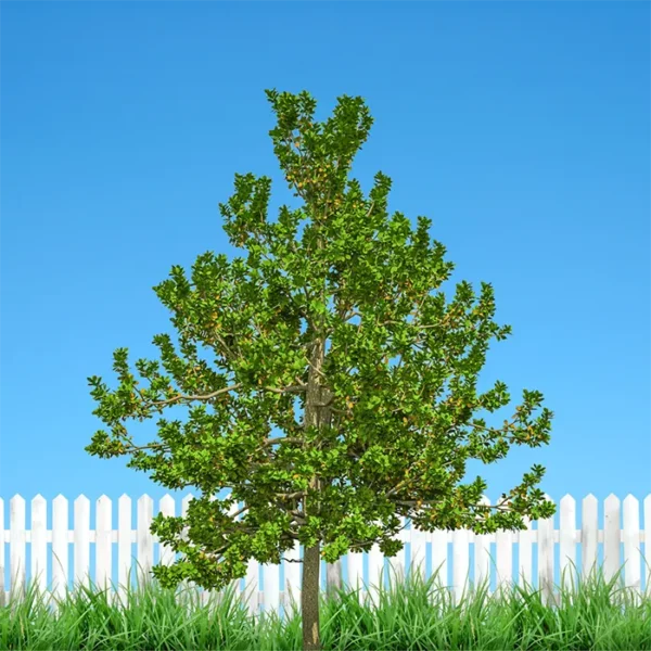Buy Terminalia bellirica Tree (Baheda) Online