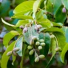 Buy Terminalia bellirica Tree (Baheda) Online