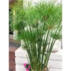 Buy Cyperus papyrus, Aquatic plant Online- Nursery Nisarga