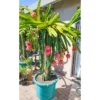 Buy Red Dragon (Hylocereus) Fruit Plant - Nursery Nisarga