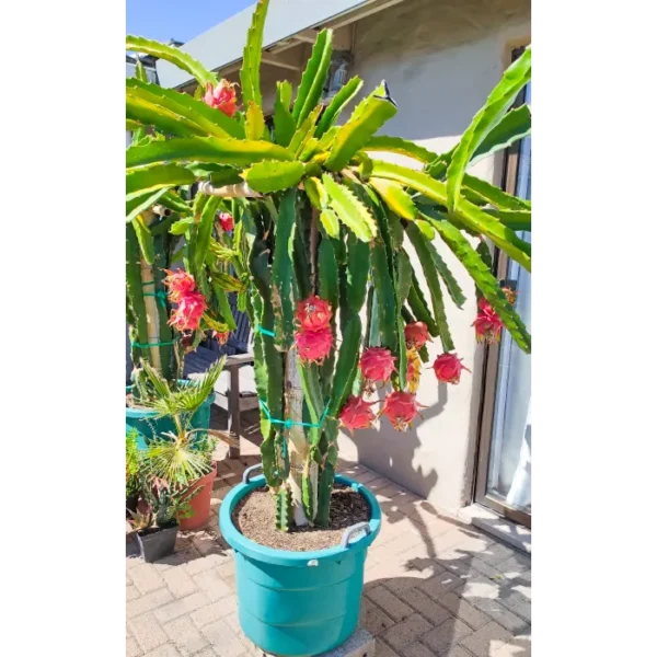 Buy Red Dragon (Hylocereus) Fruit Plant - Nursery Nisarga