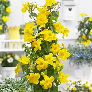 Buy Bignonia Gracilis Plant Nursery Nisarga.in